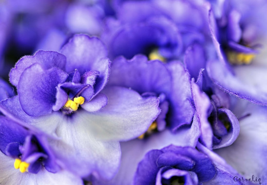 383387 (a): :2030x1404